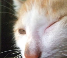 两个多月的小猫眼睛红肿睁不开,怎么办 