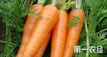 家庭胡萝卜种植方法,胡萝卜种子的种植方法