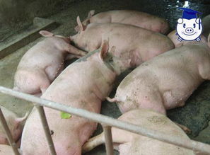 猪倌巴巴丨维生素A缺乏症的危害