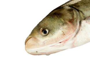 海南鲷鱼是深海鱼还是淡水鱼