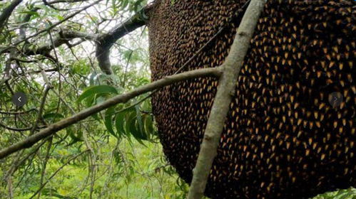越南丛林深处找蜂巢,找到野蜂窝挖蜂蜜,没一定技术真干不了