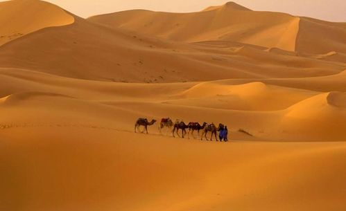 为何在沙漠中迷路后,却不能够走直线呢 导游 越直越走不出去