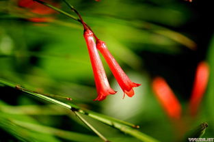 花草虫鱼 