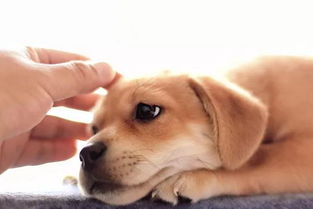 狗狗得了犬细小病毒不会传染给人,但会通过人传染给其它的狗