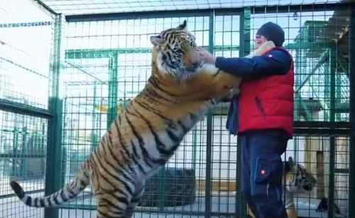 捷克男子在家圈养150只动物,每天让孩子与狮 虎玩耍为伴