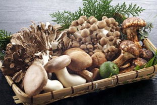 新鲜蘑菇怎么保存 鲜蘑菇的保存方法 