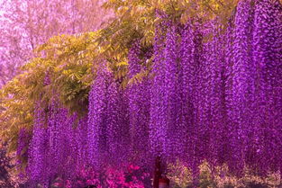 紫藤不开花怎么处理 紫藤为什么是凶树