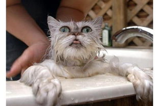 如何给猫洗澡而不会抓伤，或者如何让猫愿意洗澡？
