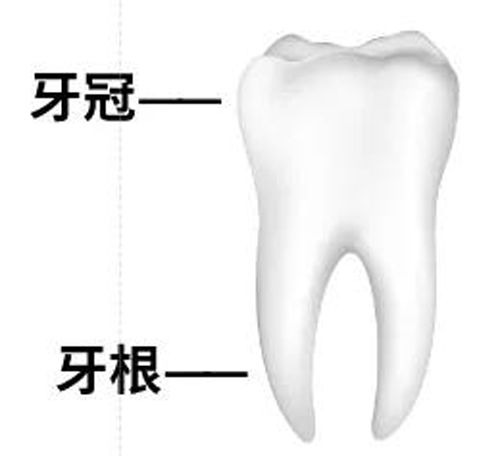 武汉存济小知识 小孩牙齿摔断不要丢弃或纸包 用嘴含住