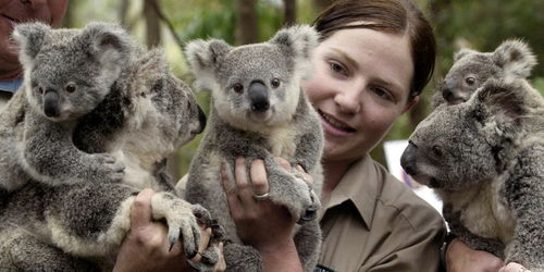 数量急剧下降,澳大利亚将多地考拉列为濒危物种