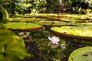 水生花卉蔬菜种植基地（水生植物种苗批发基地）