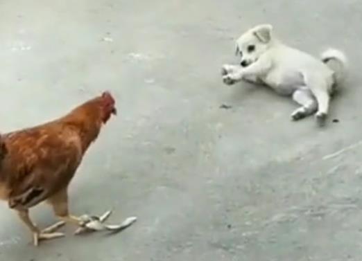 小狗崽现场碰瓷公鸡,表演一个假摔,公鸡的表情笑哭主人