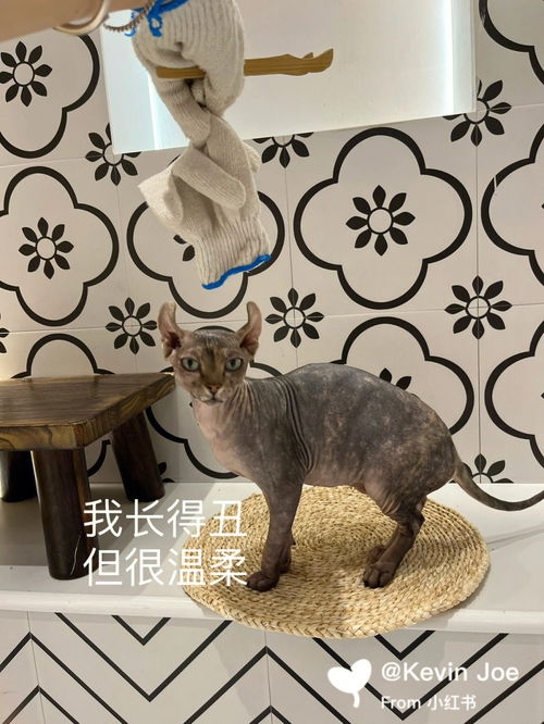 广州撸狗撸猫探店,治愈心灵的小可爱 