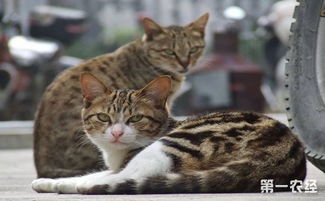 奥西猫是什么猫 奥西猫跟豹猫 狸花猫有啥区别