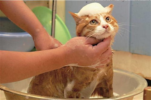 江苏昆山 宠物店给猫洗澡后猫死亡,谁担责