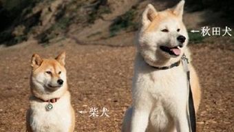 秋田犬和柴犬有什么不同,要怎么分辨