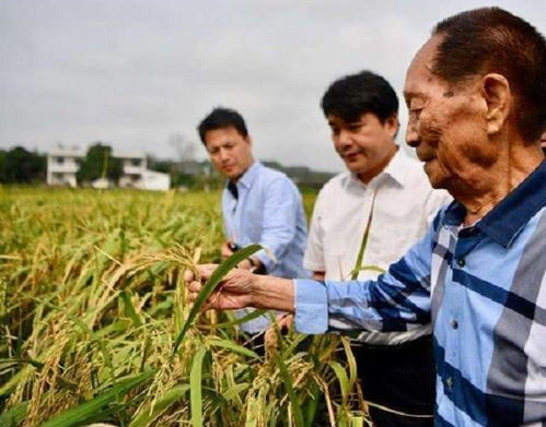 都是人口大国,为何印度还能向全世界出口大米