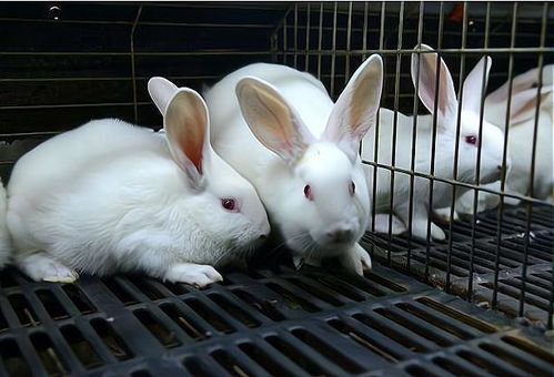 兔子的繁殖特别快,农村为什么不靠养殖兔子致富呢