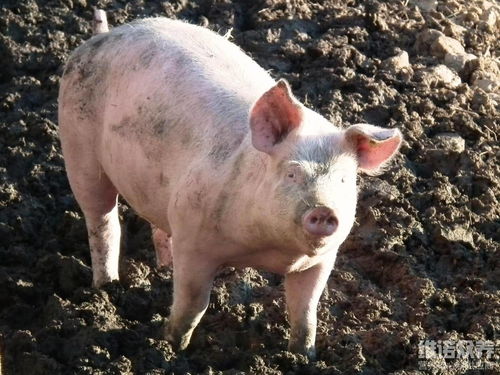 养猪一日大4斤秘方是啥 自制养猪饲料催肥配方