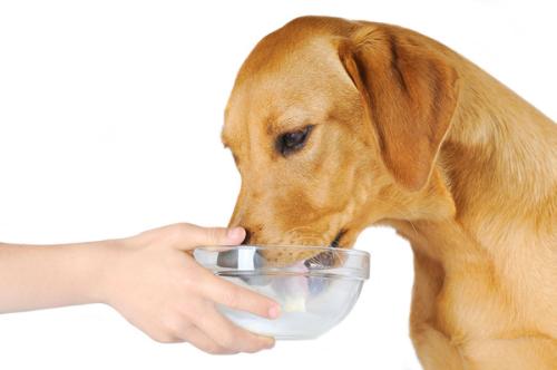 狗狗不能喝牛奶那喝什么,还有狗狗可以吃山楂片吗 