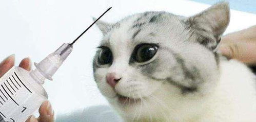 猫重复打疫苗,对猫咪有影响吗 猫咪需要打什么疫苗