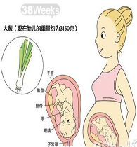 怀孕38周胎儿图 孕妇饮食注意事项