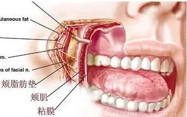 不要嫌弃婴儿肥啦,颊脂垫可不能想取就取