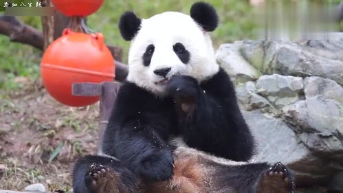 大熊猫暖暖 虐待熊的饲养员已停职,公主暖暖慢慢又活泼了起来 