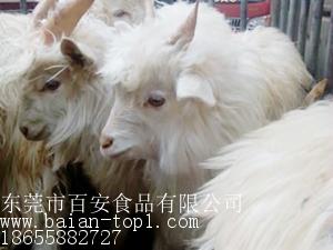 家畜 家畜批发 家畜供应 邮编商务网youbian.com 