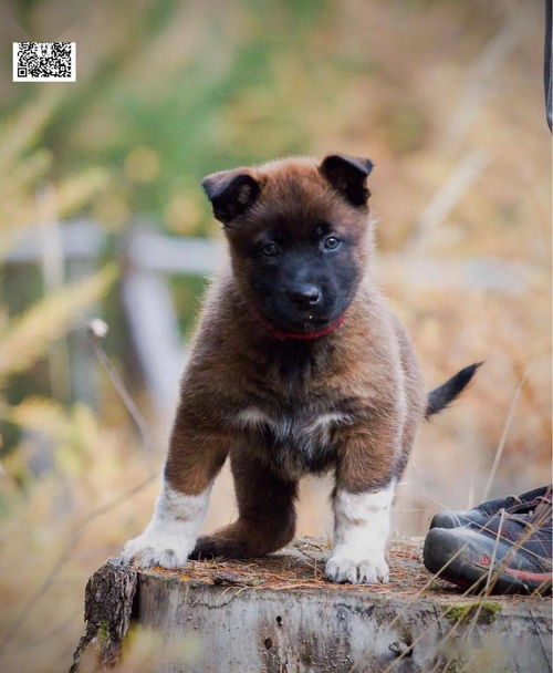 带白的马犬,不一样的韵味