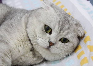 银灰色折耳猫毛色不正常发黄,折耳猫毛色不正常发黄