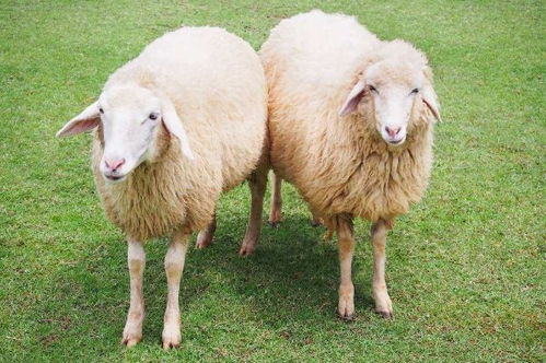 生肖羊命中有两大贵人属羊的贵人会是谁(属羊命中的贵人是属啥的)