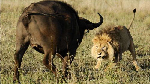 水牛竟然不怕狮子,跟狮子一战 