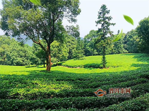 彭泽县是不是庐山云雾茶产区,明明一品香庐山云雾茶的产区在哪里？