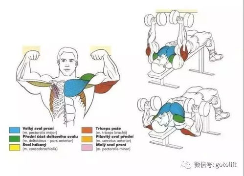 别再瞎练了 这56张图告诉你健身每个部位该怎么练 