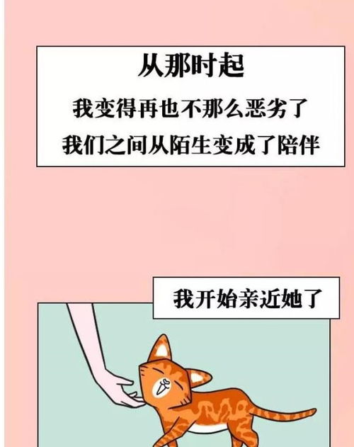 当代年轻人养猫现状 一边崩溃,一边自愈