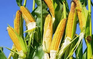 玉米种植技术与管理