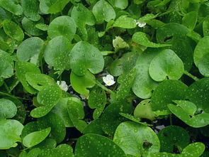 荒野维生食物之野菜系列 水鳖 