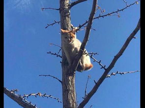 猫咪爬到了树上后,却发现自己恐高下不来了 这小眼神太怂了