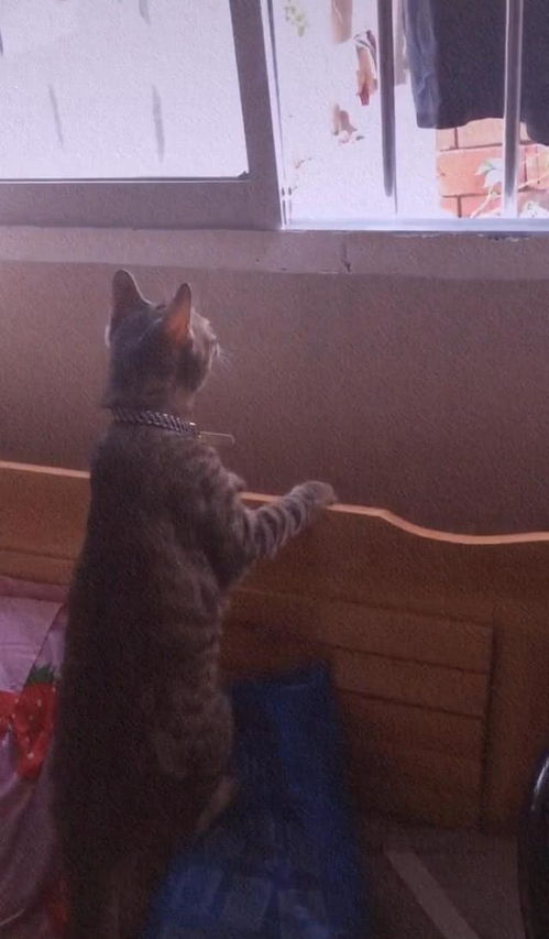 猫咪总坐在窗户前,女子好奇一看