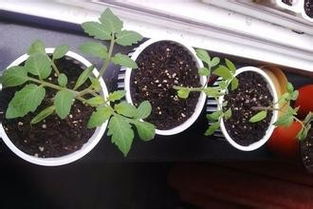 盆栽小番茄的种植方法 小番茄种植技术和管理技术