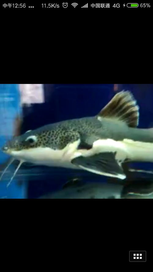 这个鱼是什么鱼 上面黑色斑点下面白色,鳍黑色 
