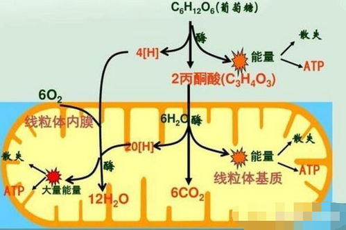 如果地球空气的含氧量是100 ,那么所有生物会发生什么 