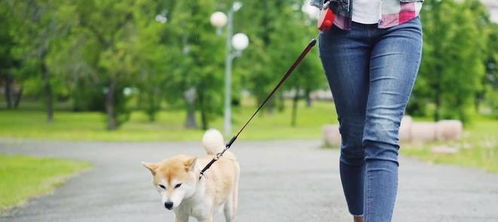 女生独居,养只狗有什么好处呢