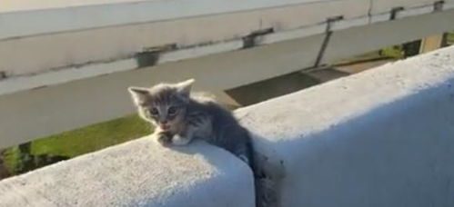 高架桥上遇到一只小猫,卡在护栏中间,女子 冒险 救下后收编