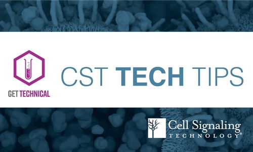 CST Tech Tips mIHC 实验优化指导 抗体滴定和荧光基团配对