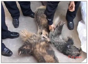 泾县开展打击非法捕猎销售野生动物专项行动 