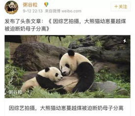 这件事,令众多爱护熊猫的中国人都感到害怕 