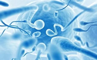 体外受精是指什么 什么叫体外受精呀