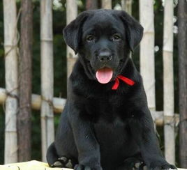 拉布拉多犬 常年有货 健康保证 血统保证 信誉保证